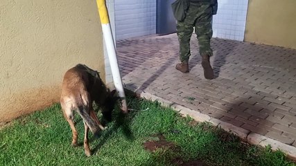 Haxixe no banheiro e maconha na cintura: fiscalização pega drogas e cigarros em ônibus