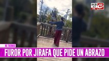 Furor por la jirafa que le pide abrazos a los turistas. Mirá el video