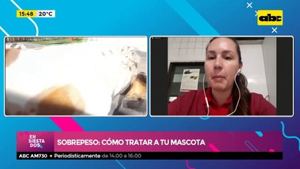 Sobrepeso en mascotas: ¿Cómo identificar y tratar?