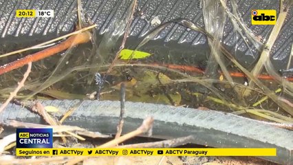 Reportan 70 casos de dengue este año y un aumento de circulación de chikungunya en central