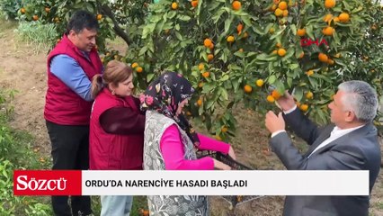 Ordu’da narenciye hasadı başladı