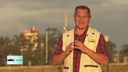 Uso de sorgo gigante como cobertura de suelo y sus ventajas