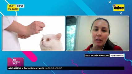 ¿Qué pasa cuando los gatos ingieren bolas de pelo?