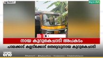 പാലക്കാട് നായ കുറുകെ ചാടി ഓട്ടോറിക്ഷ മറിഞ്ഞു. ഒരാൾക്ക് പരിക്ക്...