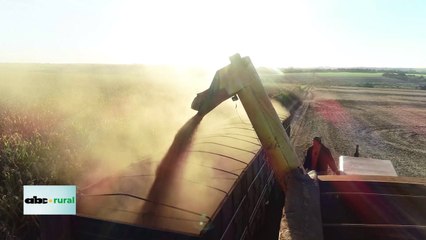 Autorizan importar soja después de varios años