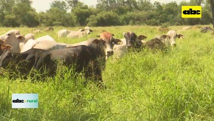 ABC RURAL: ganadería emite menos carbono de lo que se le culpa