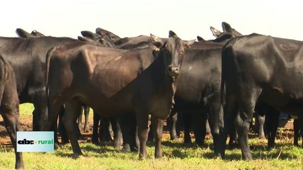 Brangus prepara su congreso para el 27 de junio