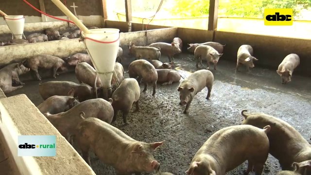 ABC RURAL: situación de la posible exportación de carne de cerdo a Taiwán