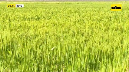 Buenas proyecciones para el arroz nacional