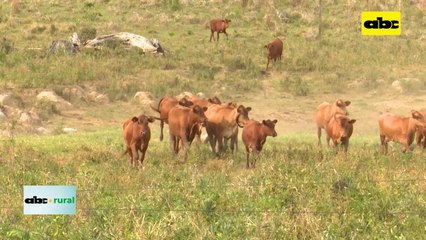 Resultados de cuando baja el tiempo reproductivo en ganadería