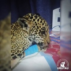 Cachorro de yaguareté se encuentra estable y mejorando