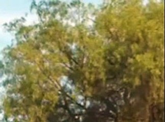 🌅 Amanecer Capitulo 80 Final