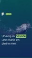 Ce requin dévore une otarie en pleine mer !