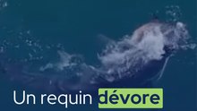 Ce requin dévore une otarie en pleine mer !