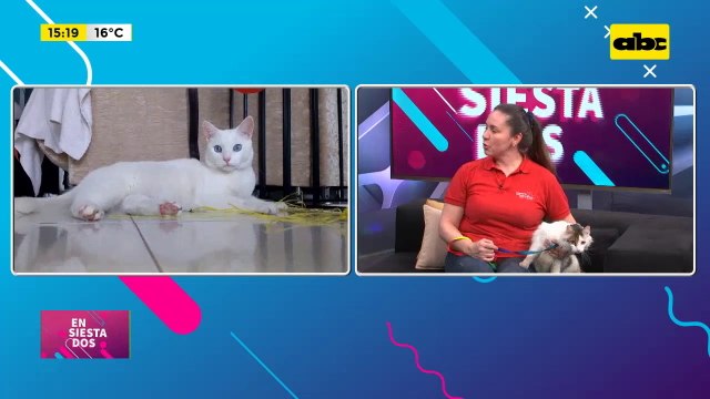 Cuidados a tener con gatos blancos y albinos
