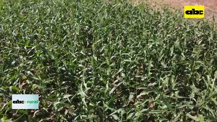 Uso y manejo de pre emergente para control de malezas