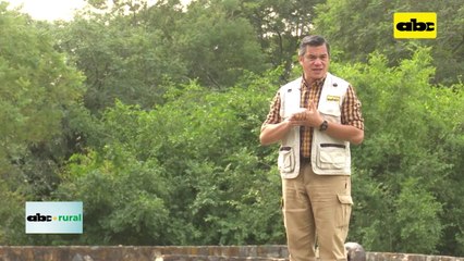 Postes impregnados para tendido eléctrico, durabilidad y economía