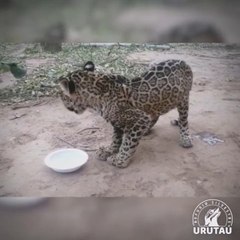 Tosã gana peso y muestra enormes ganas de vivir