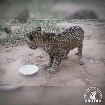 Tosã gana peso y muestra enormes ganas de vivir