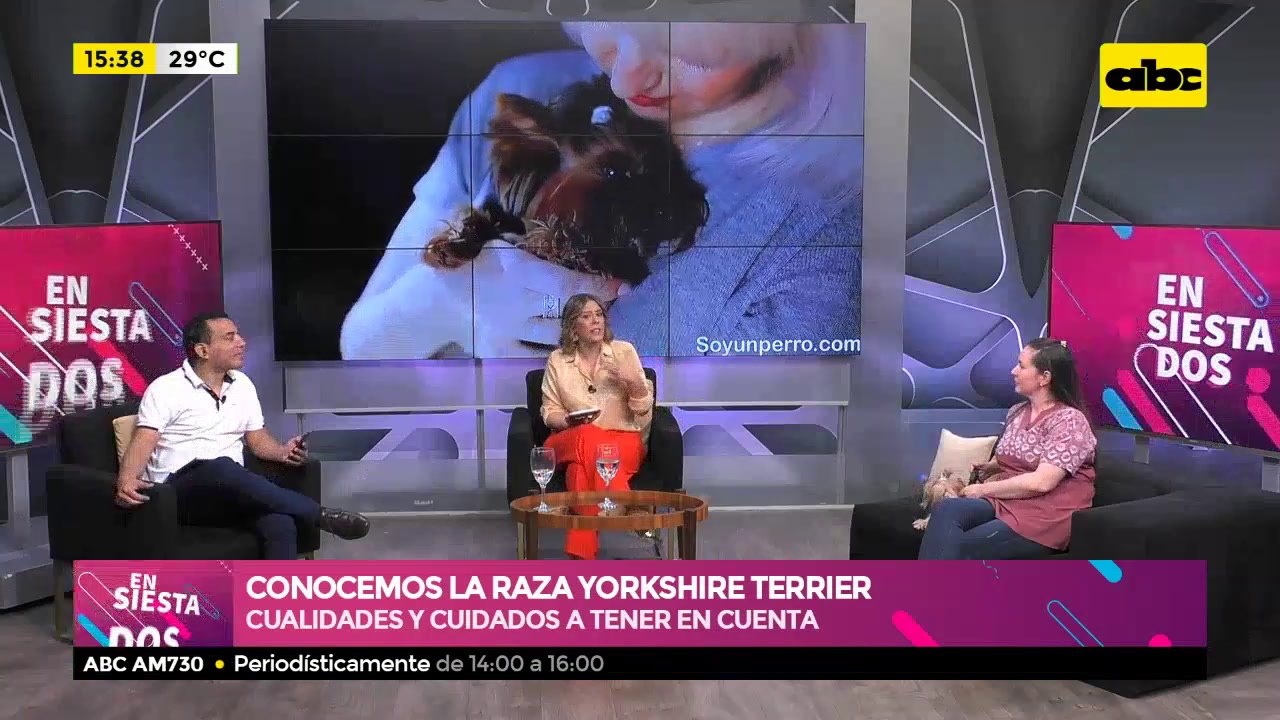 Conocemos la raza Yorkshire Terrier