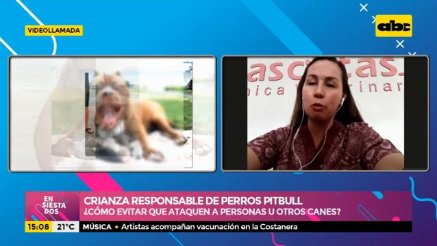 Crianza Responsable De Perros Pitbull