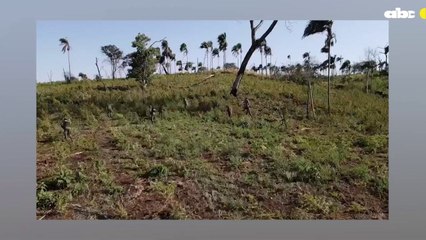 Destruyen 9 hectáreas de plantaciones de marihuana en Amambay