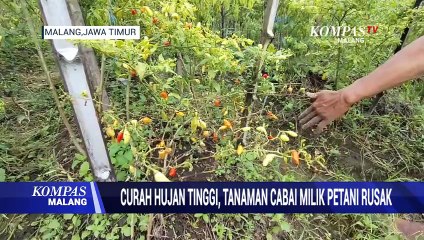 Curah Hujan Tinggi, Tanaman Cabai Milik Petani Rusak