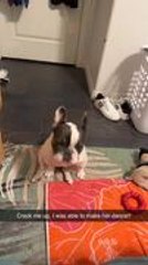 Dog Starts Dancing When Owner Sings Song