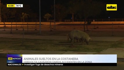 Animales sueltos en la Costanera