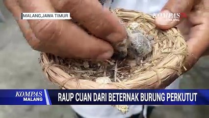 Raup Cuan dari Beternak Perkutut Bangkok, Hasilkan Puluhan Juta Setiap Bulan!