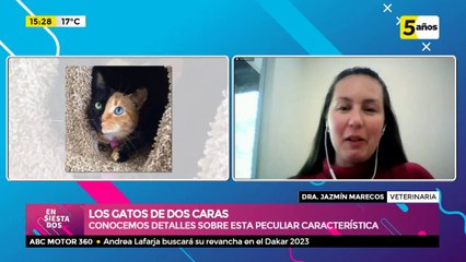 Conocemos más acerca de los gatos de dos caras