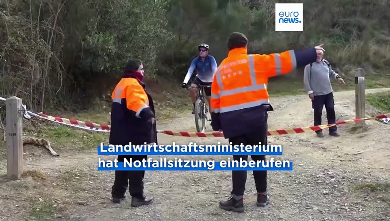 Infiziertes Sandwich? Ausbruch der Afrikanischen Schweinepest in Katalonien