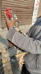 aseel murga ke tiyari