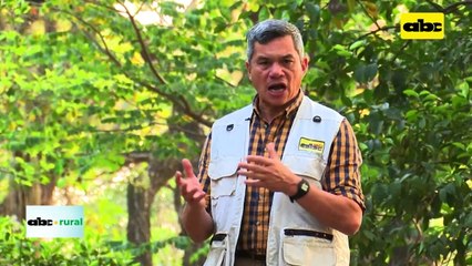 Causas de pérdidas en vacas gestantes en el Chaco