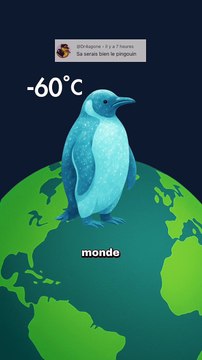 Tu te trompes depuis toujours sur le pingouin ! #pingouin #manchot #animaux #nature #humour