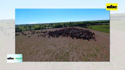 Calidad de carne con uso de maíz grano y concentrado para engorde