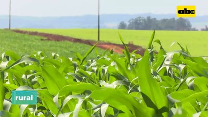 Comunidades de microorganismos mejoran el suelo y rendimiento de cultivos