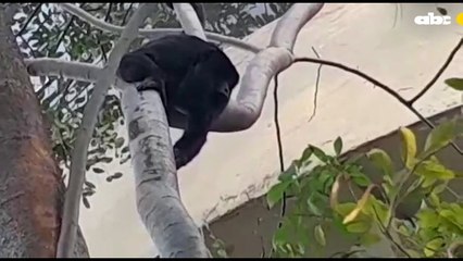 Parque Carlos Antonio López es el nuevo hábitat del karaja hu