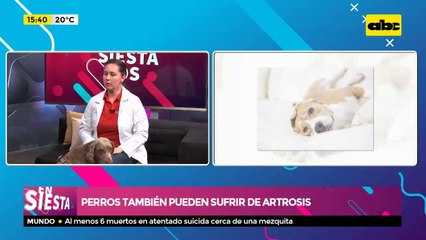 Los perros también pueden sufrir de artrosis