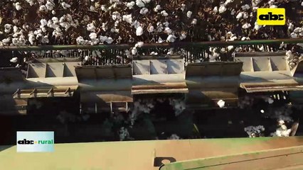 Preparan 1er. Simposio de Algodón en el Chaco