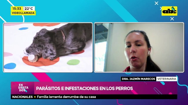 Parásitos e infestaciones en los perros
