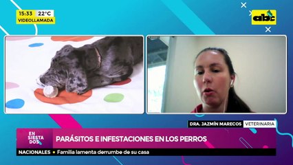 Parásitos e infestaciones en los perros