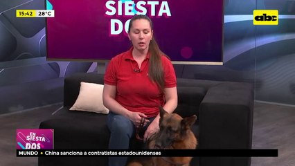 Las moscas en las orejas de los perros