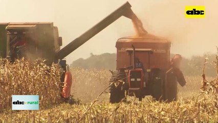 Diferencia entre un suelo con levadura y biológicos y otro que no tuvo