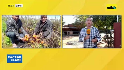 Tomateros preocupados en Caaguazú  por perdidas de kilos de tomates a causa del contrabando