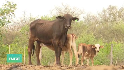 Sal proteica con fardo o heno para animales, ante la sequía Chaqueña