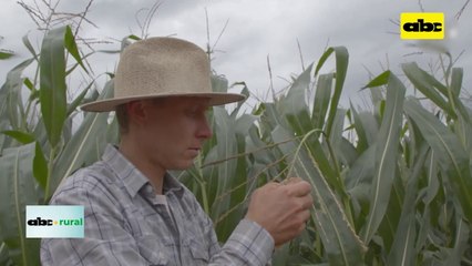 Apostar a semillas certificadas y defensivos legales