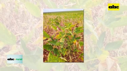 Campaña de soja 20212022 perdió US$ 3000 millones