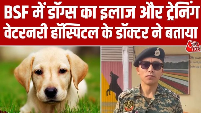 कश्मीर में आवारा कुत्तों की समस्या का पशु प्रेमी ने निकाला खास समाधान, जानें