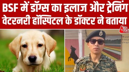 कश्मीर में आवारा कुत्तों की समस्या का पशु प्रेमी ने निकाला खास समाधान, जानें